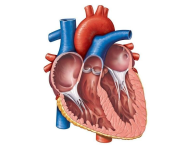 Physiology of Heart